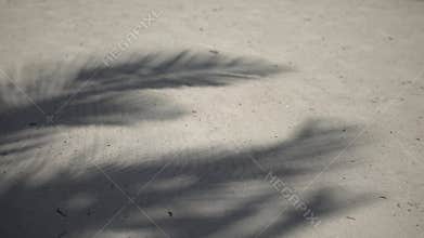 Shadows of palm tree fronds fluttering on textured sand beach. Caribbean Sea. Riviera Maya Mexico