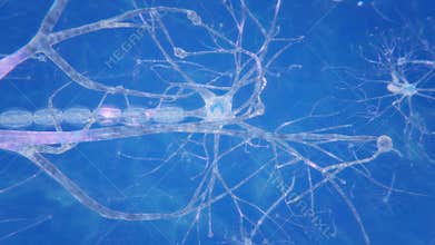 Neurons transmitting electrical signals