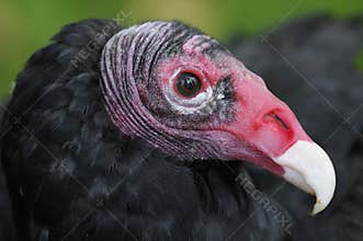 Head of Turkey Vulture
