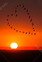 Sunrise, Sunset Love, Romance, Birds