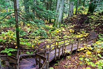 Giant Cedars Boardwalk at Mount Revelstoke in British Columbia