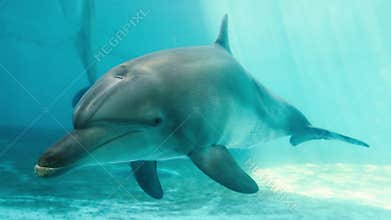 Dolphins swim in the sea
