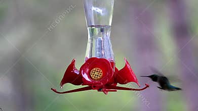 Hummingbird eating sugar water from the feeder