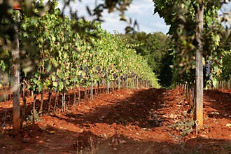 Vineyard in Tuscany in afternoon sun