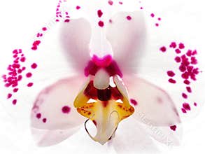 Patterns In Nature - Orchid