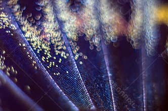 Macro photo of a butterfly wing