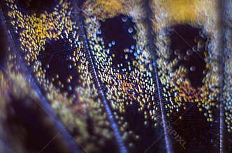Macro photo of a butterfly wing