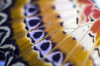 Macro photo of a butterfly wing