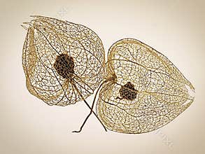 Patterns In Nature - Chinese Lantern Seedheads
