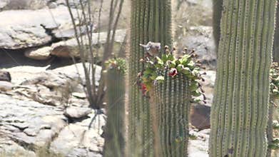 Arizona, desert, two doves drinking nectar from flowers on top of saguaro cactus
