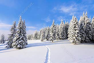 Spruce trees stand in snow swept mountain meadow under a blue winter sky. On the lawn covered with white snow.