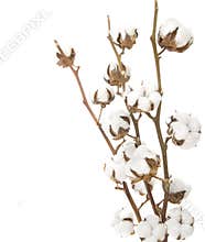 Cotton plant