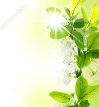 Spring