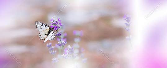 Beautiful Nature Background.Art Photography.Floral Design.Abstract Macro,closeup.Butterfly,lavender.Web Banner.Creative Wallpaper.