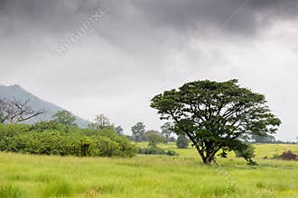 Meadows and trees in the rain forest