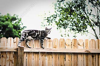 The cat on the fence