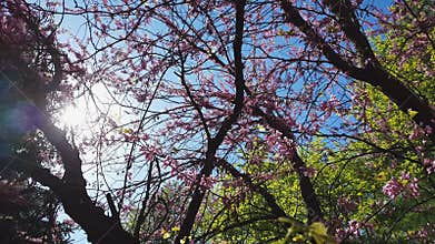 Closeup of pink flower clusters of an Eastern Redbud tree in full bloom. Judas tree or Cercis siliquastrum in spring. Light breeze