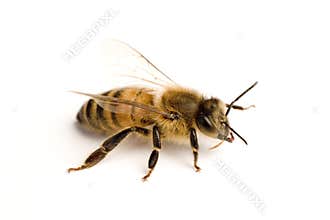 Worker bee