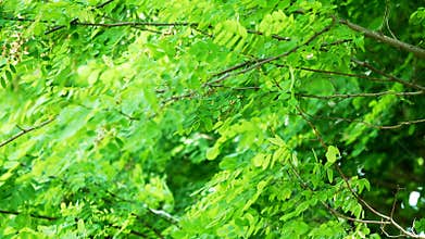 Green Foliage Branches tree closeup