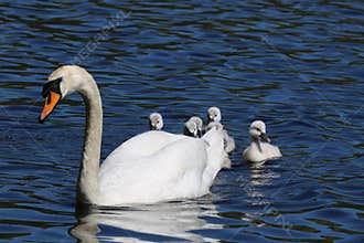Hiding Cygnets