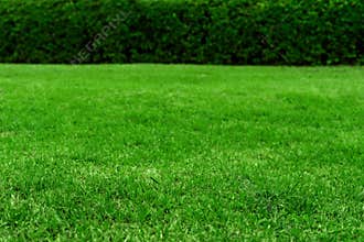Green grass texture background, colorful freshness grass