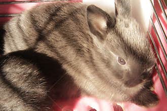 The little rabbit is in the sun