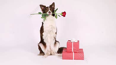 Border Collie dog sitting up on her hind legs next to holiday gifts