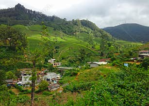 Tea plantations, houses and mountains Nanuoya