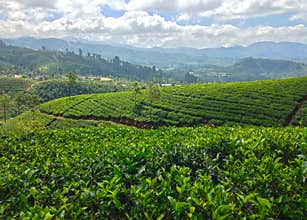 Tea plantation and mountains Nanuoya