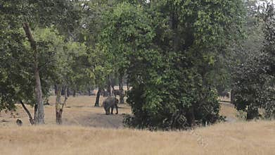 Indian Elephant in the forest at National Park, India