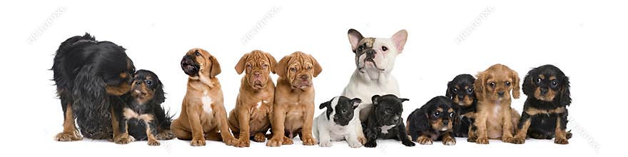 Group of dogs sitting in front of white background