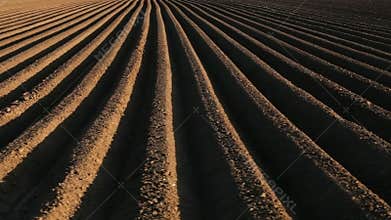 Potato field in spring with long lines running to the horizon
