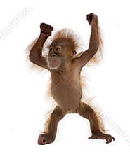 Baby Sumatran Orangutan against white background