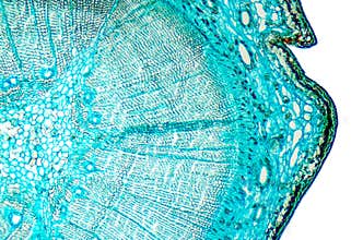 Pine mature wood cross section under microscope