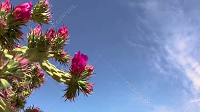 Cholla and prickly pear cacti 5168