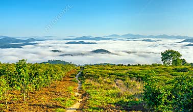 Landscape morning fog covered the valley