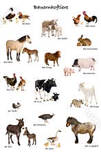 Educational poster with farm animal