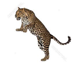Leopard in front of white background
