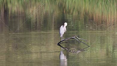 Birds. Riverfront Regional Park, Sonoma Wine Country, California