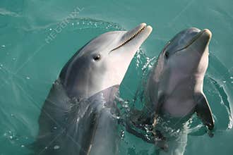 Dolphins