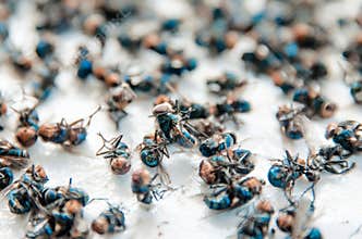 Many fly and Dirty insect and dead fly or carrion of fly on whit