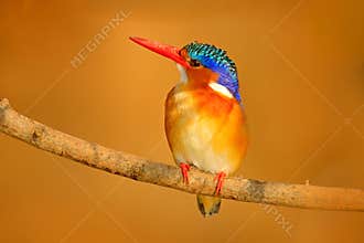 Malachite Kingfisher, Alcedo cristata, detail of exotic African bird sitting on the branch in green nature habitat, Botswana, Afri
