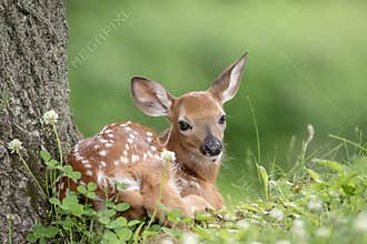 White-tailed deer Fawn in Poughkeepsie, NY