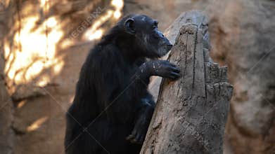 Common chimpanzee in a tree