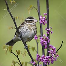 Female Rose-breasted Grosbeak perched in a flowering redbud tree