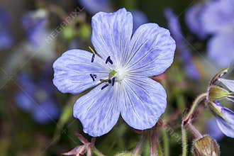 Geranium cinereum