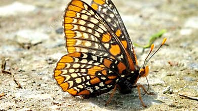 Baltimore Checkerspot Butterfly