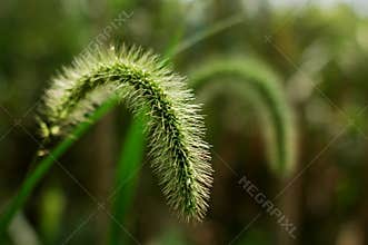 Green Bristle grass Herb