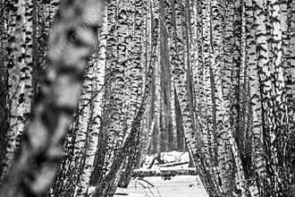 Birch tree trunks background