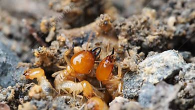 Close up macro nature termites or white ants destroyed prepare soil and defending break for nest in rain forest.